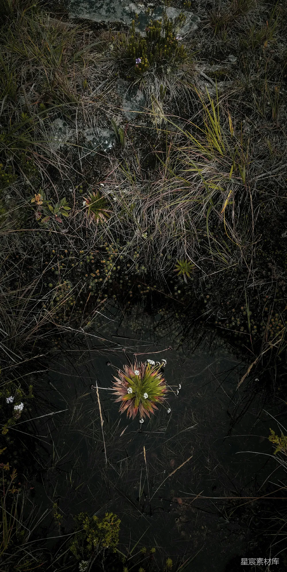 高清摄影  一朵漂浮在水中的花