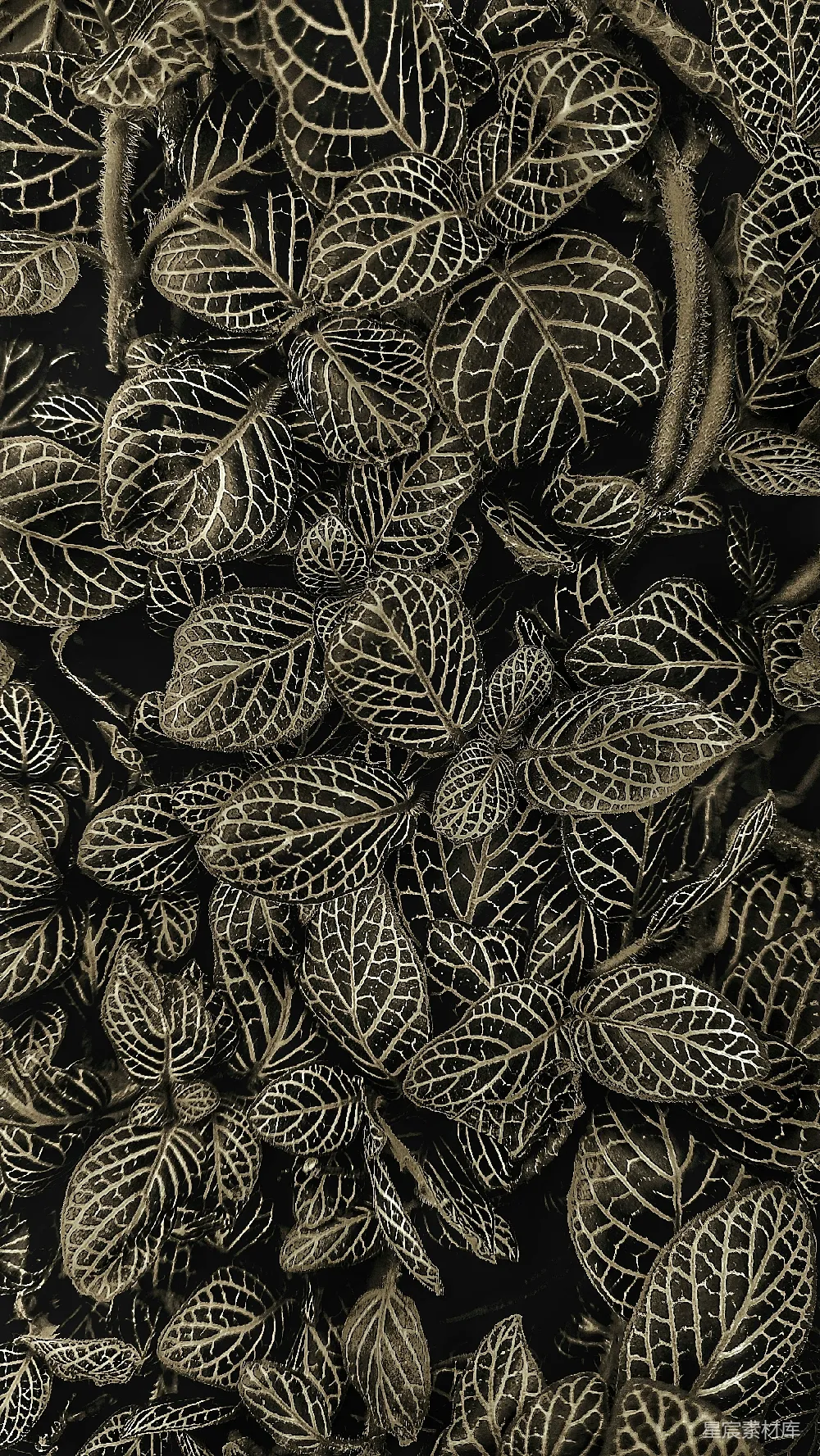 高清摄影 壁纸 自然 实验性 一幅黑白照片，展示了一堆树叶。