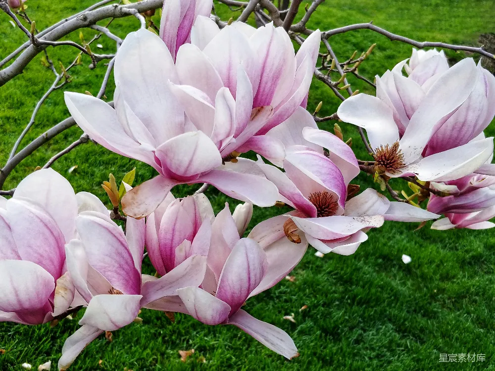 树干上一簇粉红的花朵