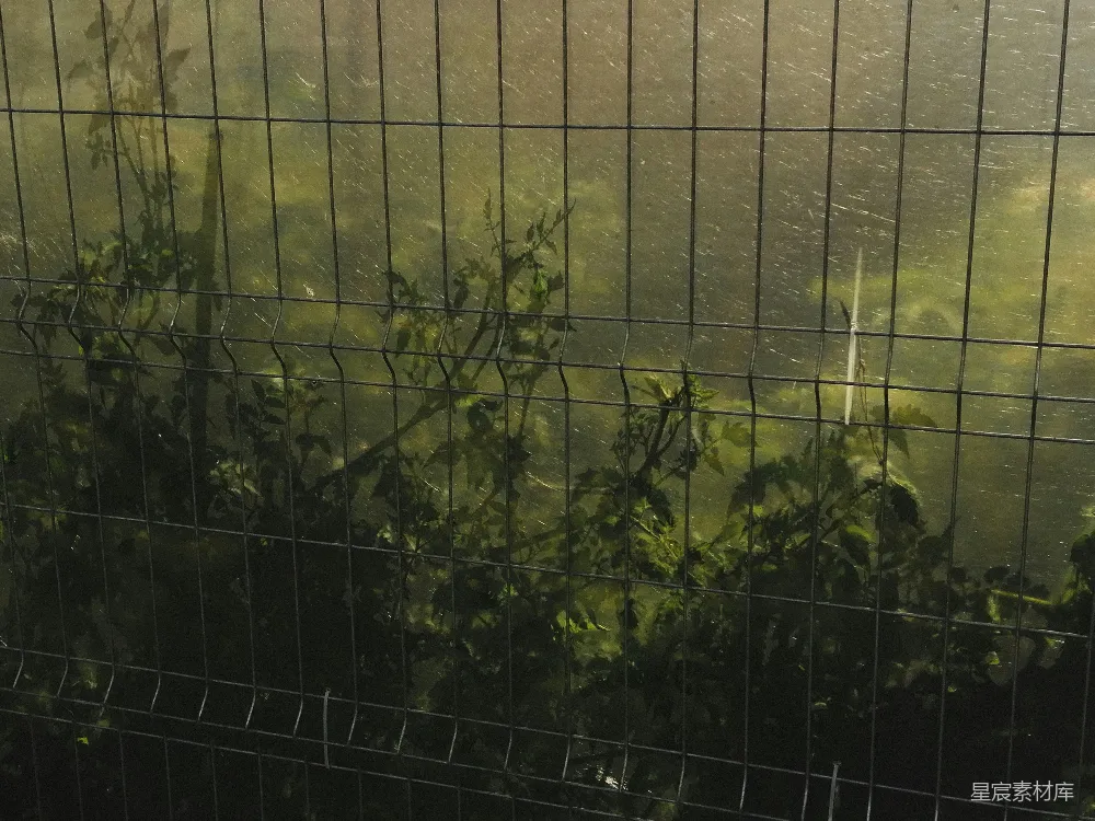 盆栽植物