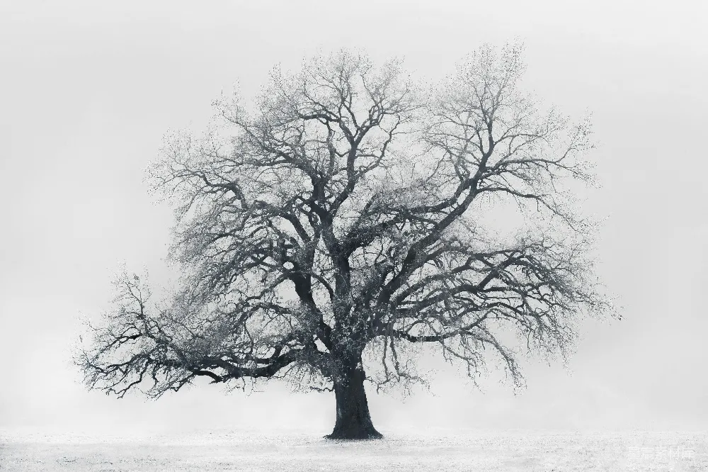 高清摄影  一棵孤独的树矗立在雪地中。