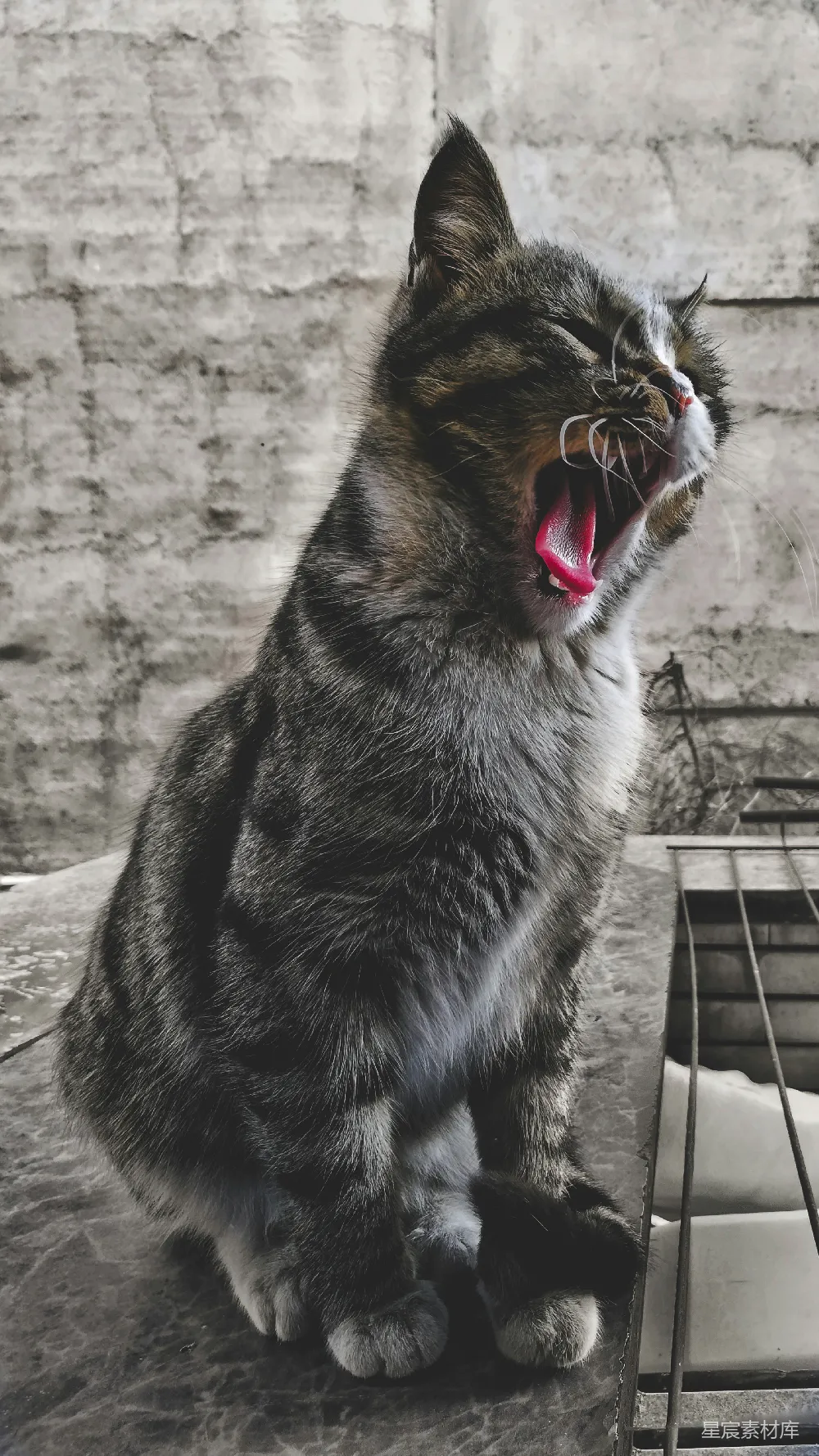 高清摄影 实验性 一只张嘴的黑棕色猫