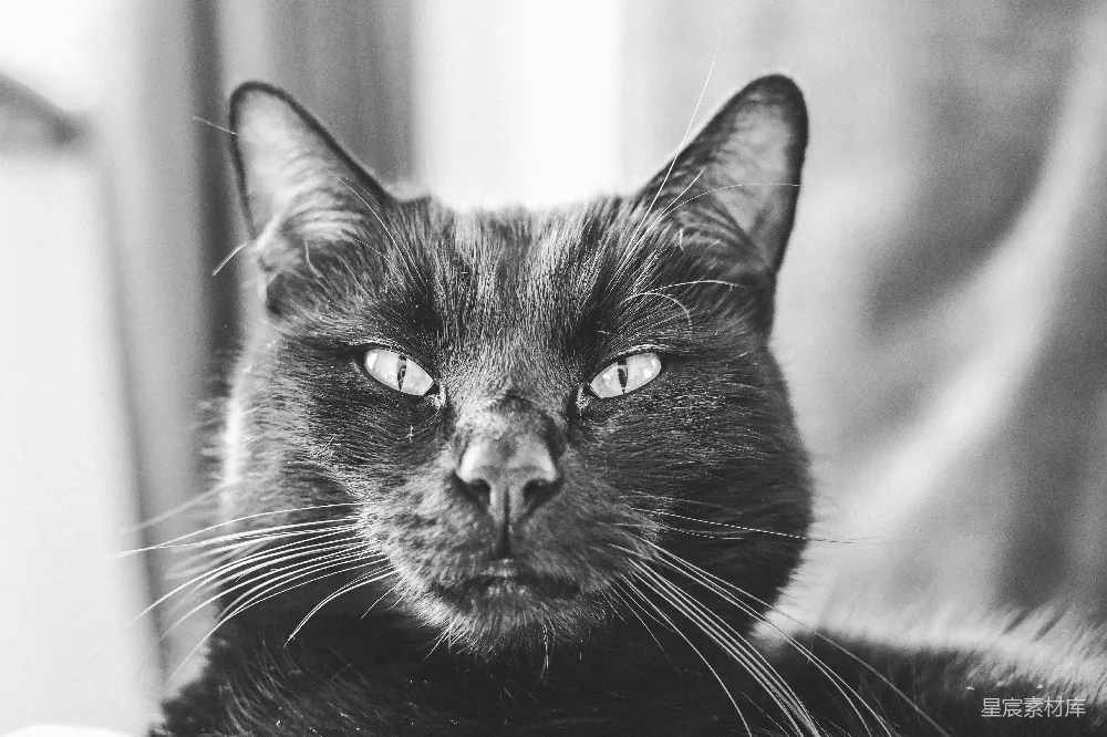 高清摄影  一只猫正在床上休息的特写镜头