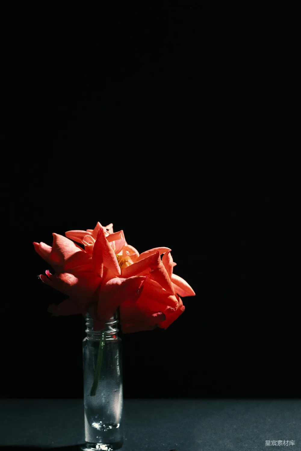 高清摄影  桌子上放着一个装满红花的花瓶。
