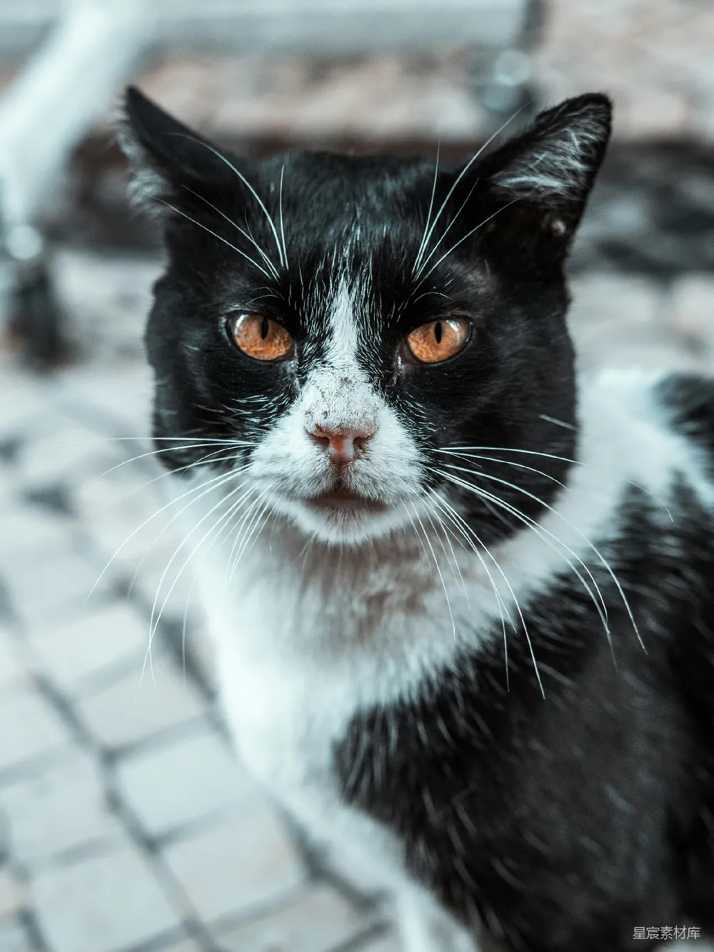 高清摄影  一只黑白相间的猫坐在砖地板上