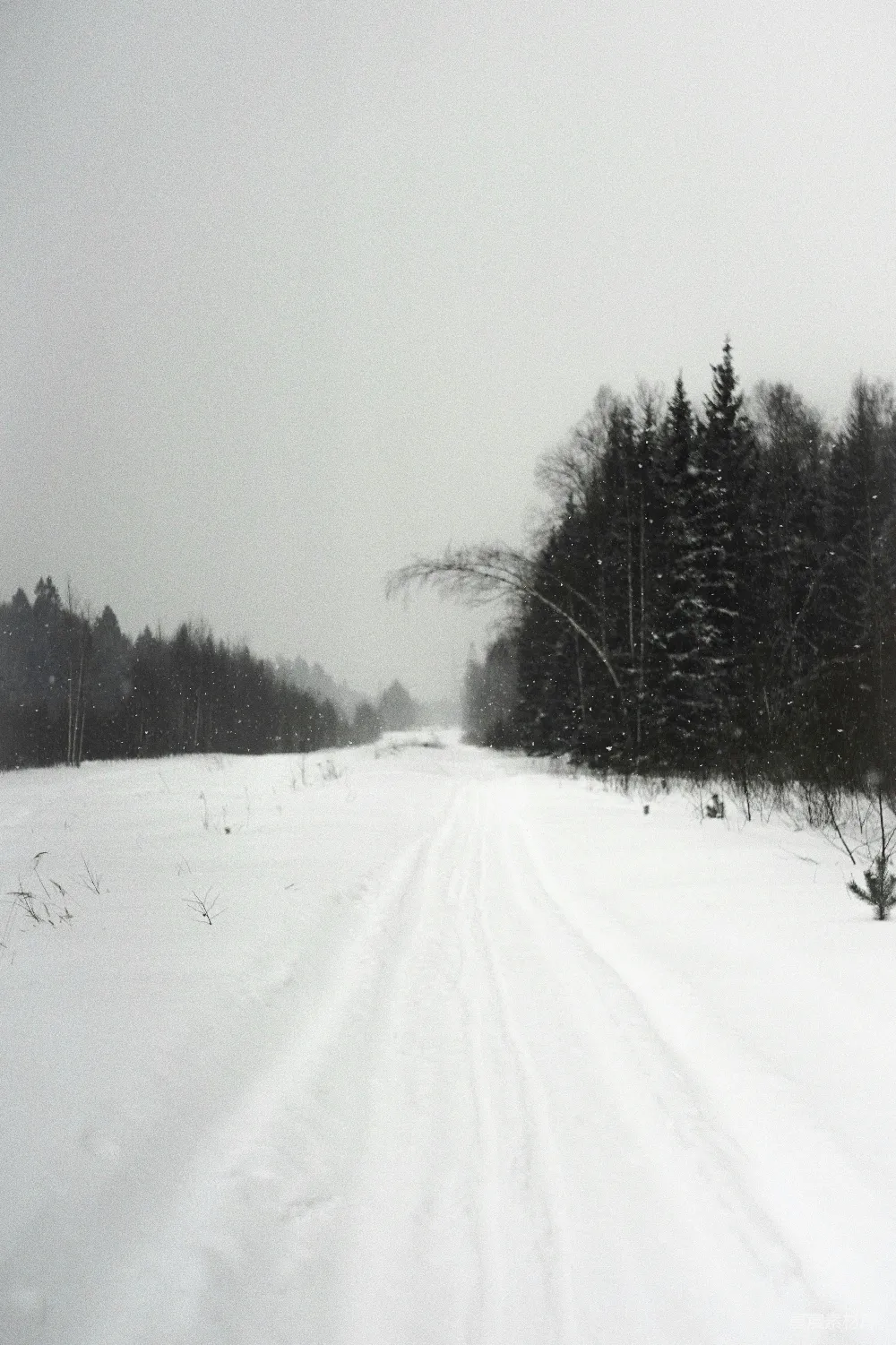 高清摄影 自然 一条覆盖着积雪的道路，背景中有树木。