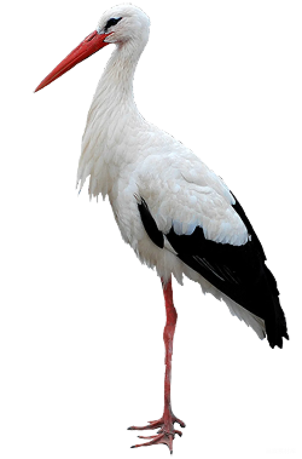 元素素材 鹳