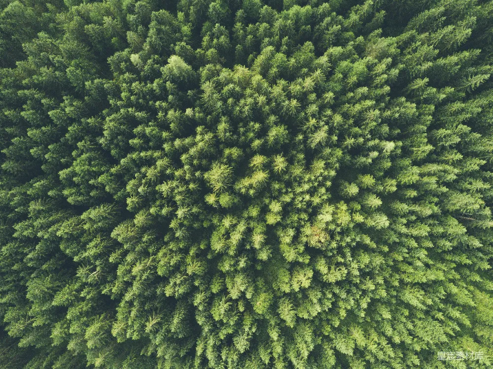 高清摄影  鸟瞰绿树摄影