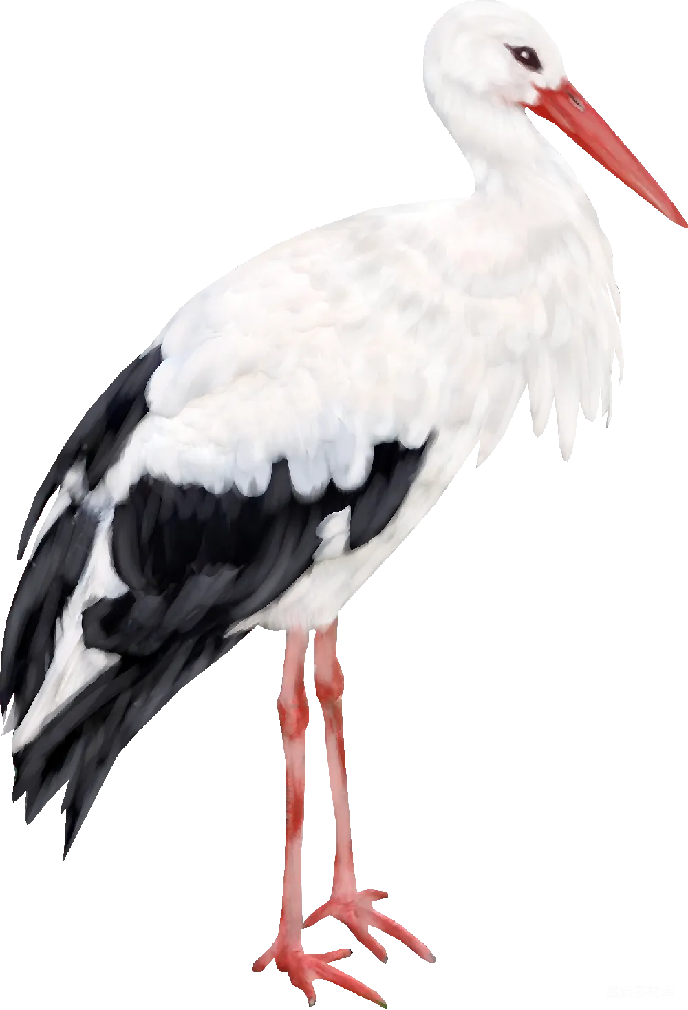 元素素材 鹳