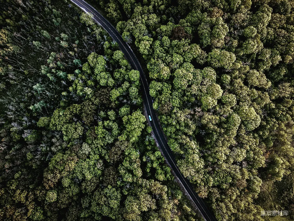 高清摄影  树林中的小路