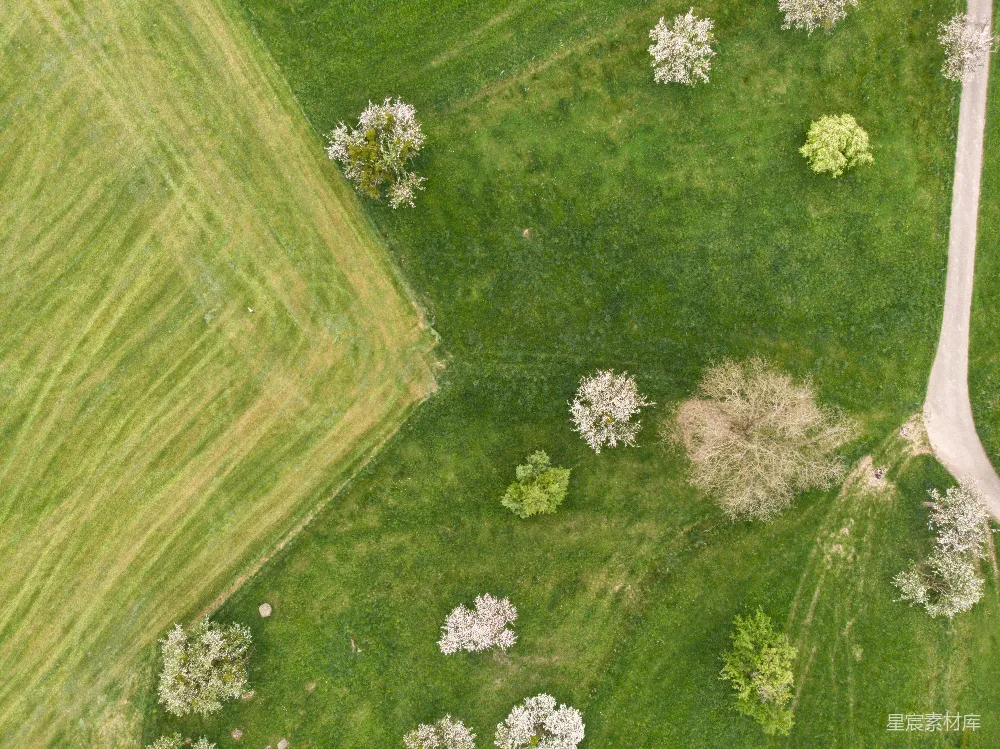 高清摄影 壁纸 一片开满鲜花的草地