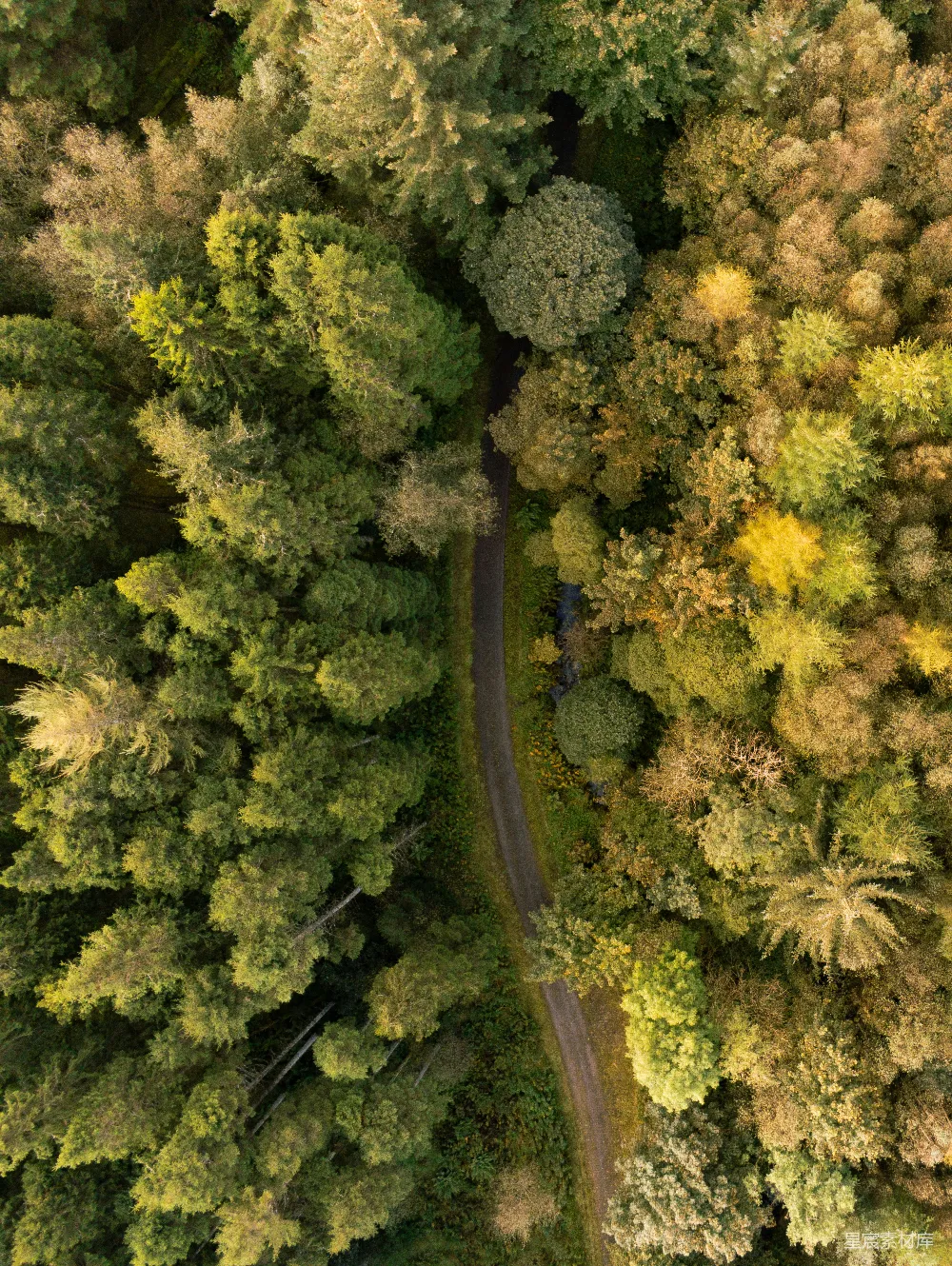 高清摄影  空中俯瞰一条被树木环绕的道路。