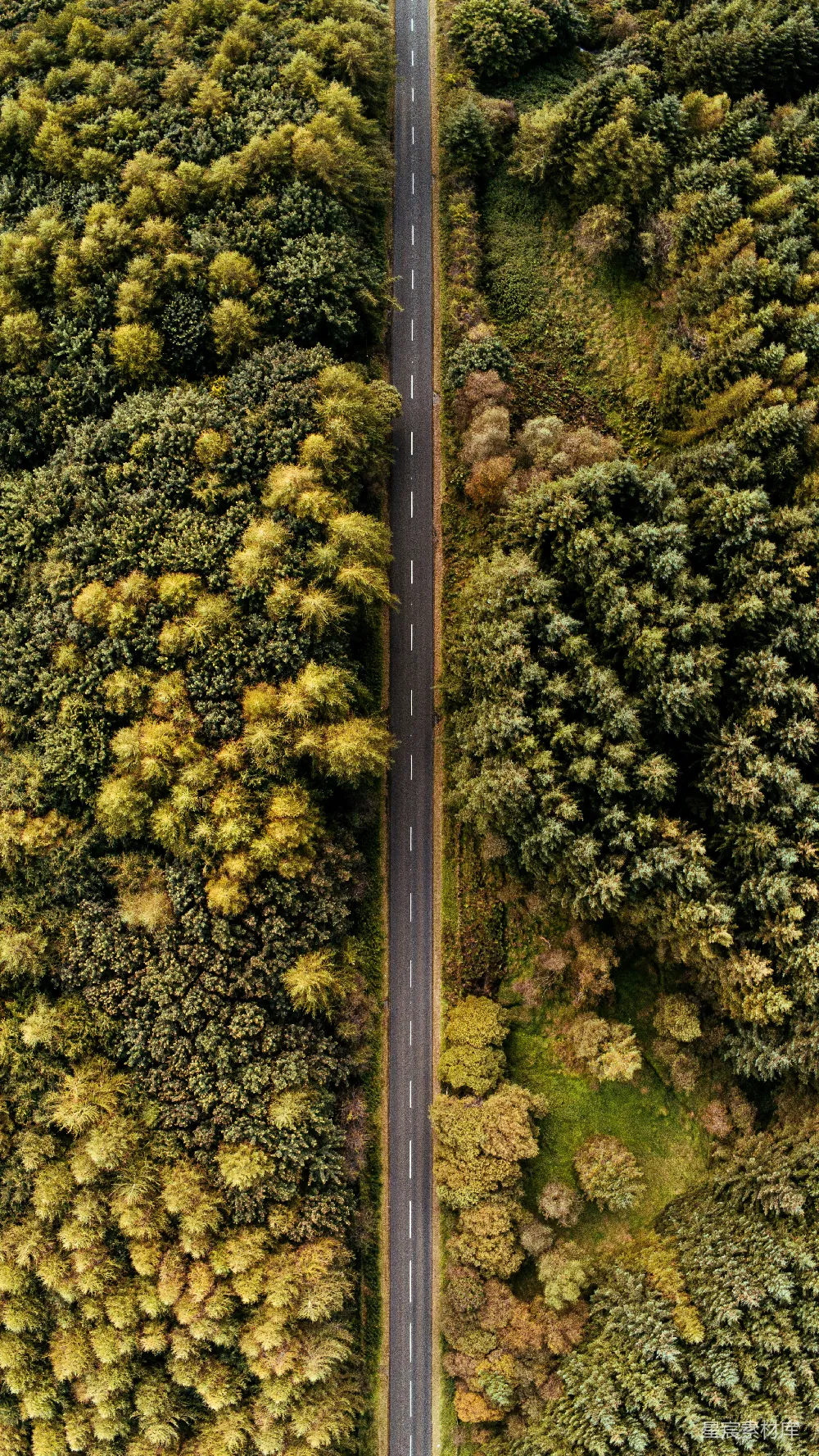 高清摄影  空中俯瞰一条被树木环绕的道路