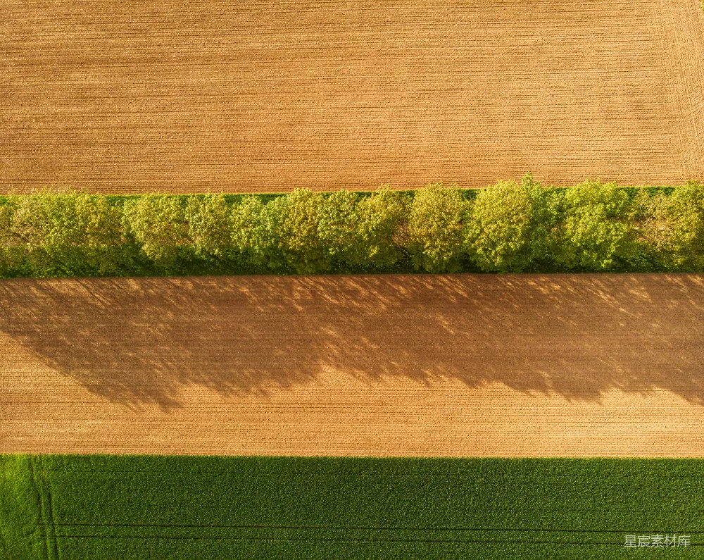 高清摄影 自然 壁纸 一片绿色植物的田野