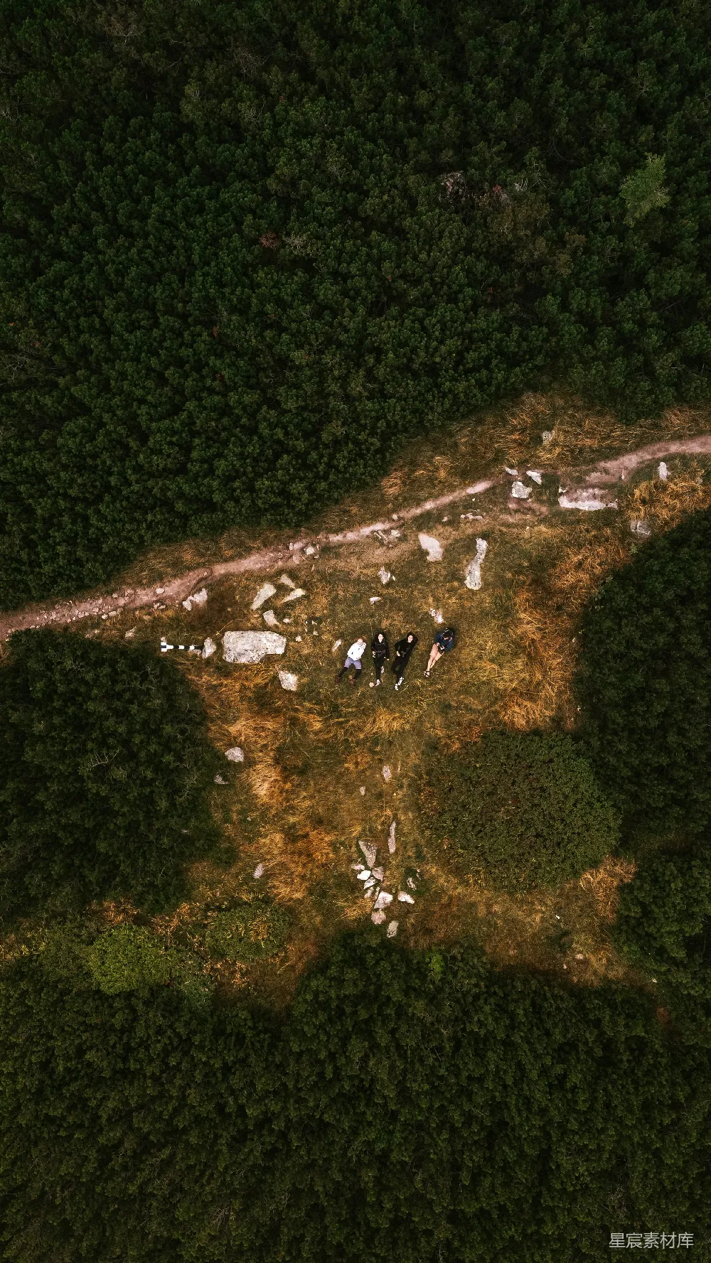 高清摄影  空中俯瞰一片绿色树木和草地的景观