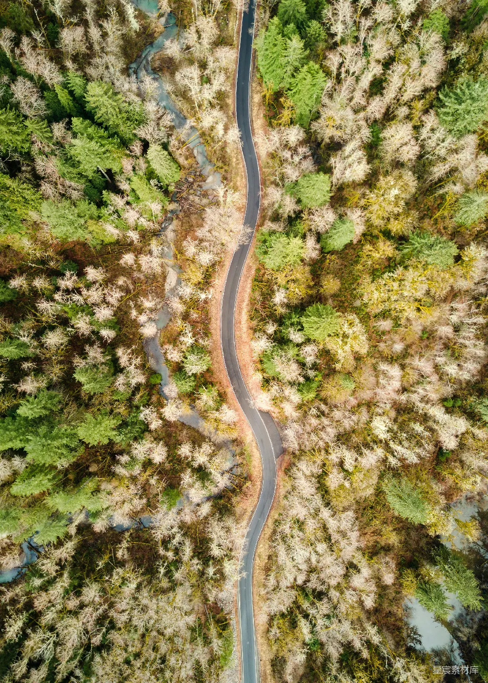 高清摄影  树木之间的道路俯瞰图
