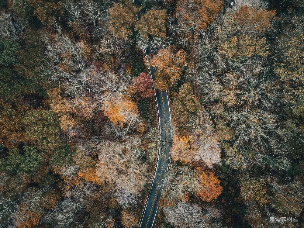 高清摄影  树木中间的道路鸟瞰图