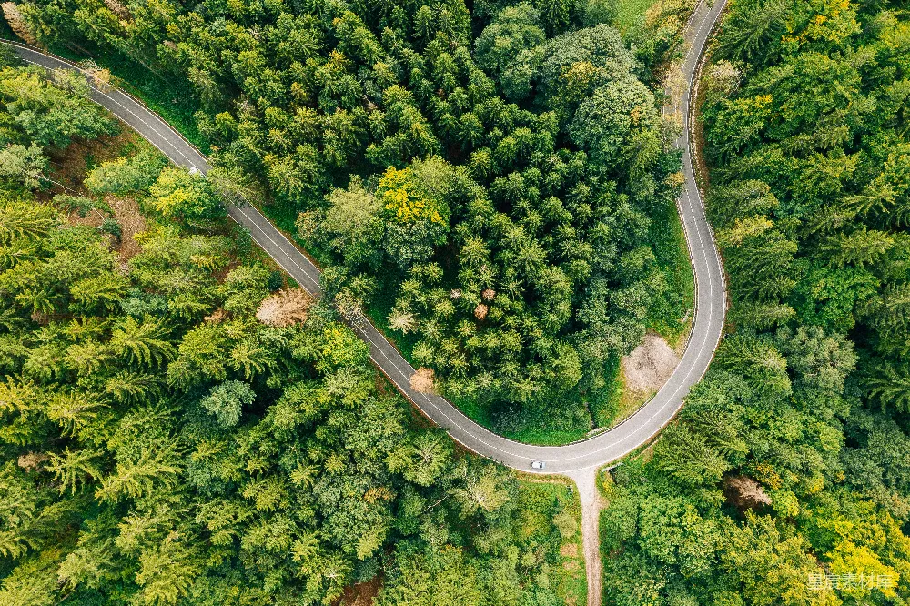 高清摄影  松树和道路的俯视摄影