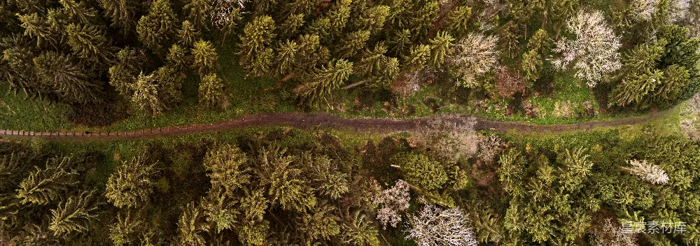 高清摄影 自然 树木的空中摄影