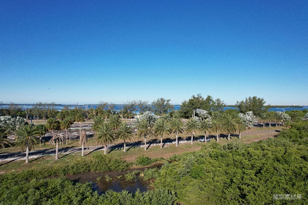 高清摄影  一条两旁种有棕榈树的空中俯瞰道路