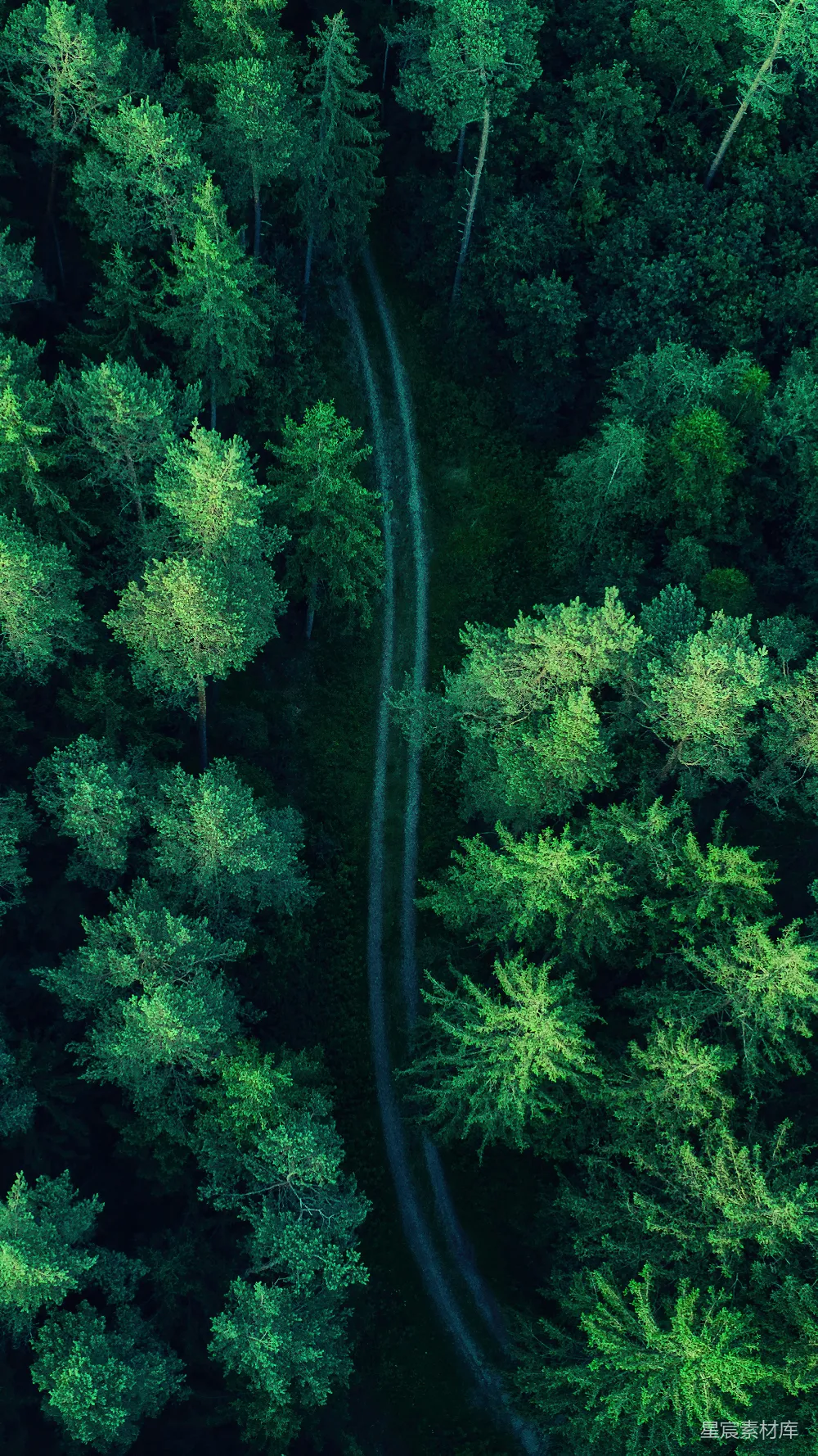 高清摄影 自然 森林中间的一条道路的航拍图
