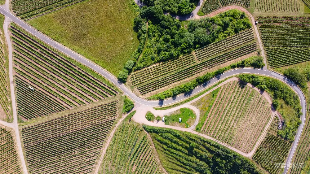 高清摄影  空中俯瞰绿树和道路的景象