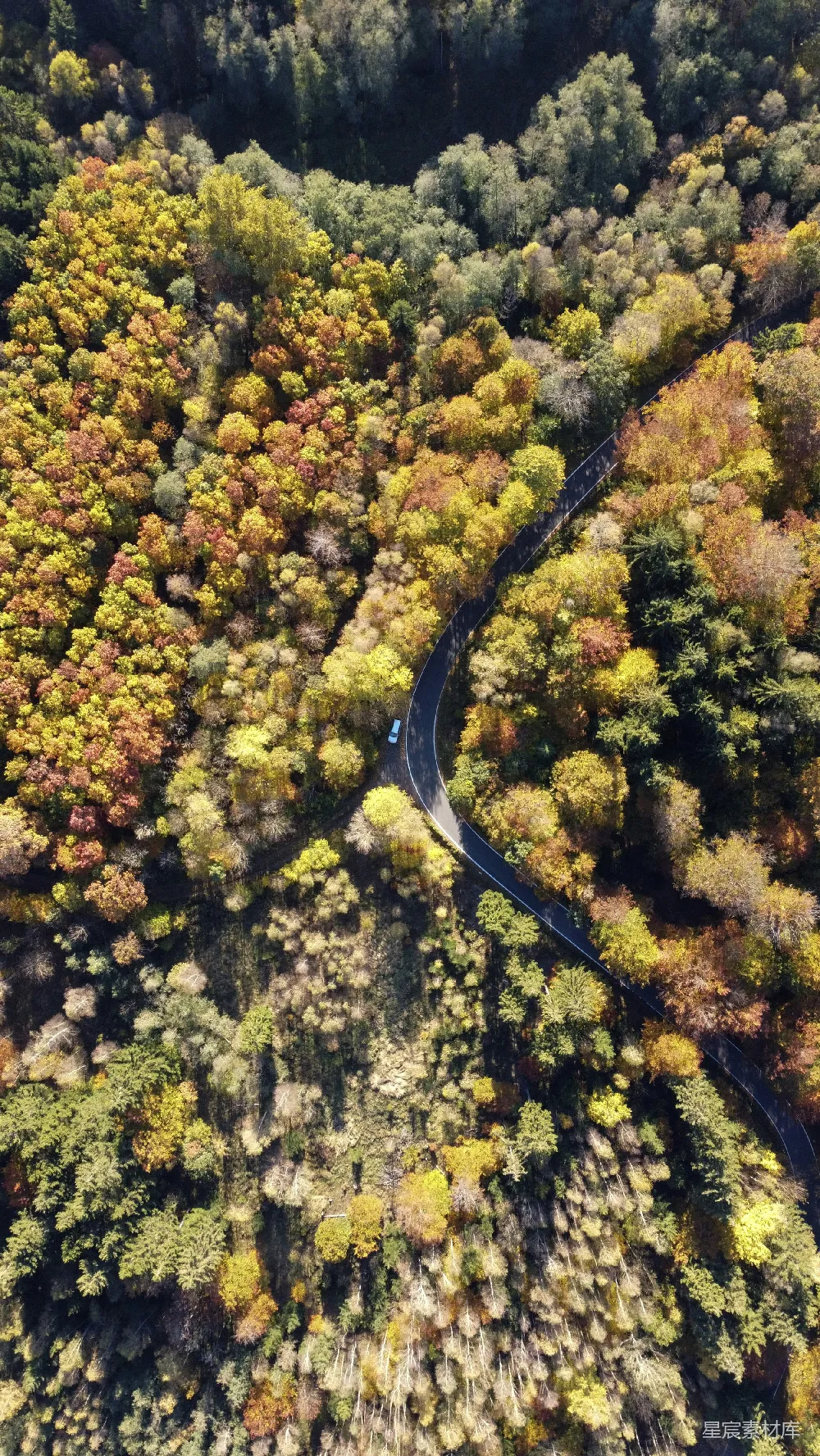 高清摄影  空中俯瞰蜿蜒的小路，两旁树木环绕。