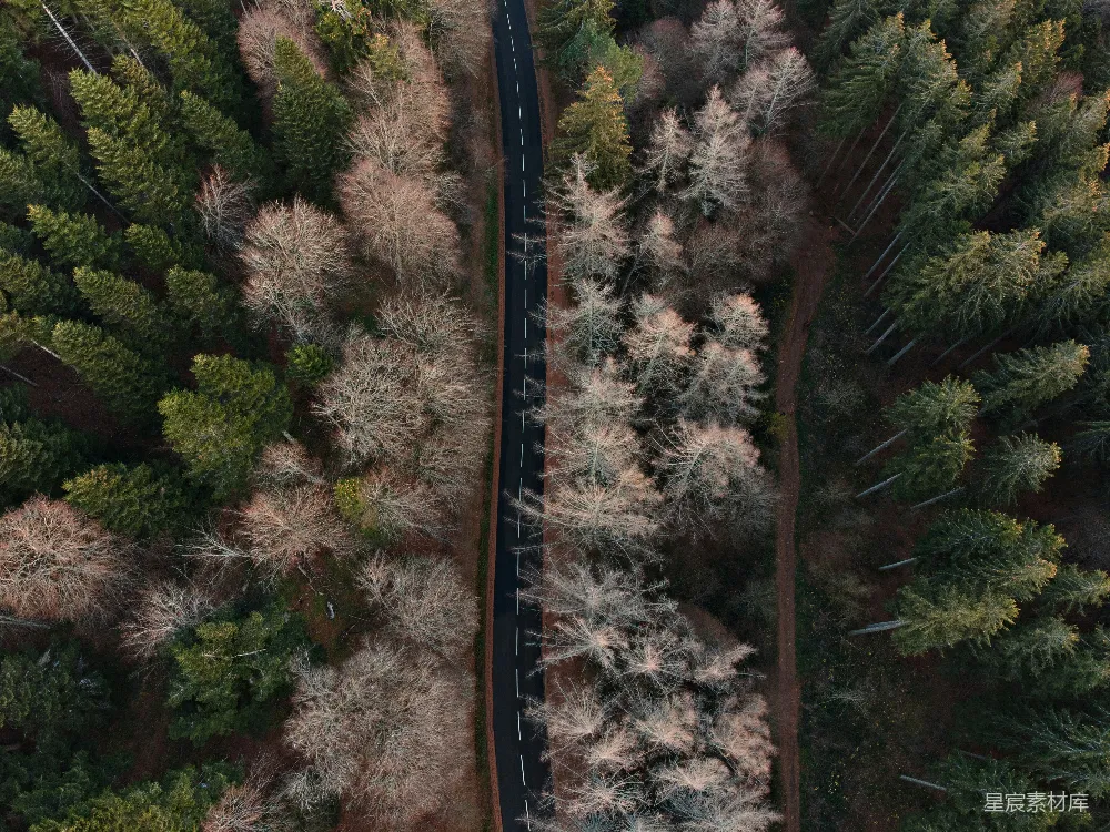 高清摄影  树木中间的黑白道路