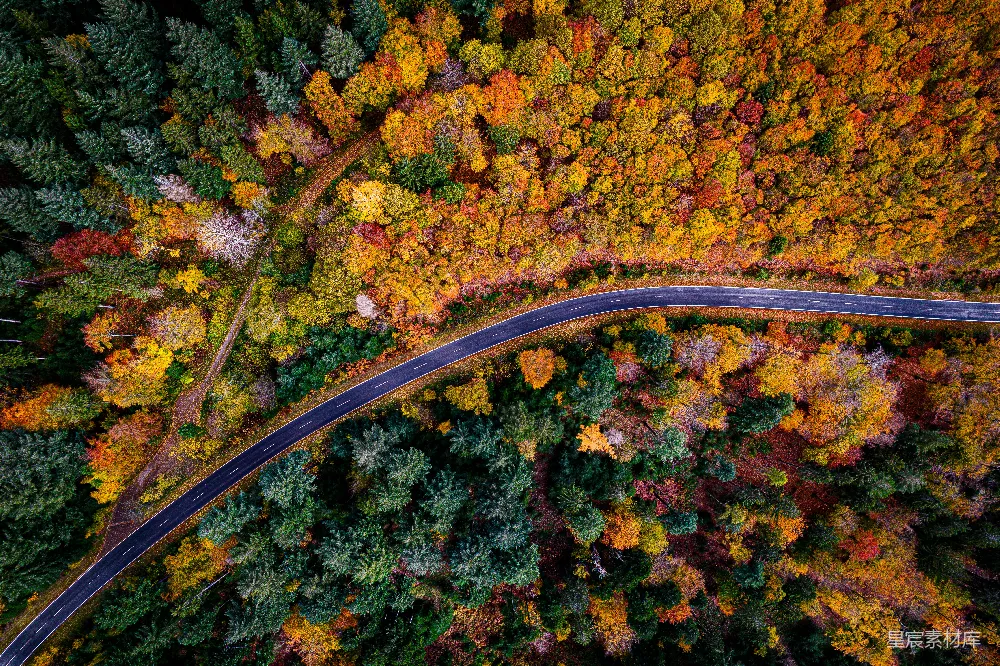 高清摄影 旅行 壁纸 空中俯瞰一条被树木环绕的道路