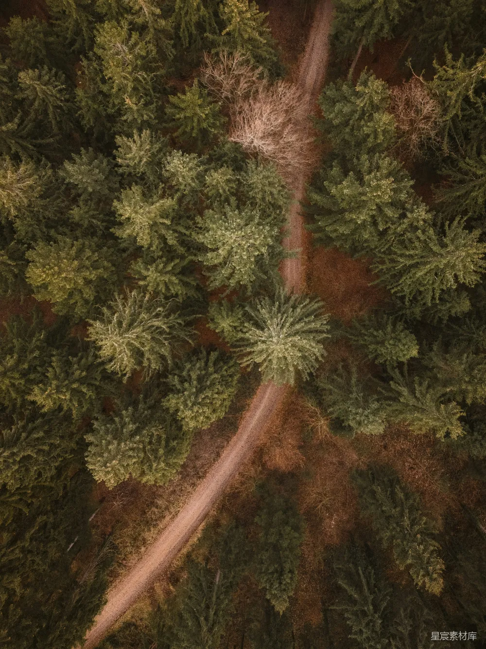 高清摄影  森林中间的一条道路的俯瞰图
