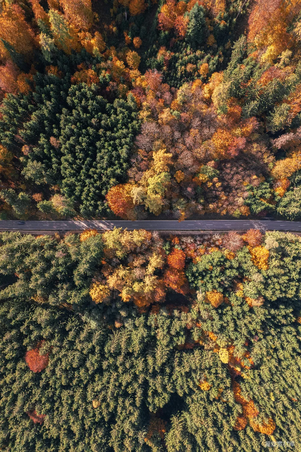 高清摄影  秋天森林中的一条道路航拍图