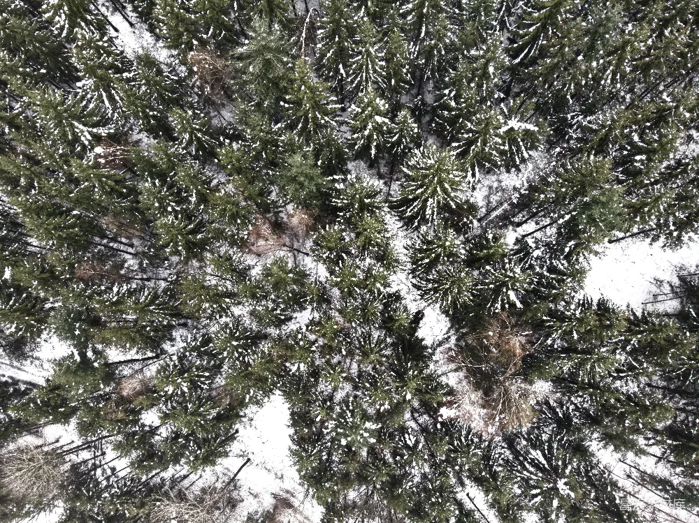 高清摄影 自然 仰望一棵被雪覆盖的松树
