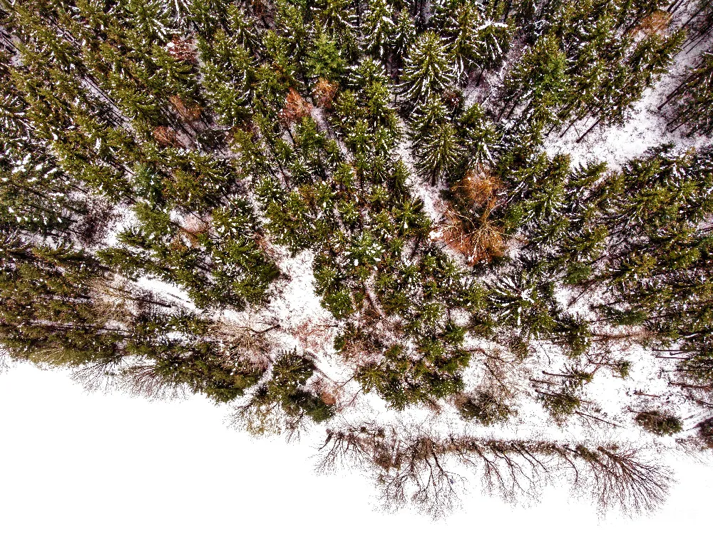 高清摄影 自然 一群被雪覆盖的树木在下雪天。
