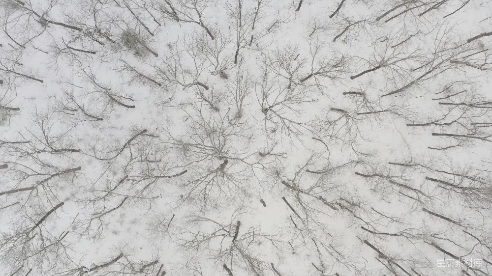 高清摄影  一棵被雪覆盖的树