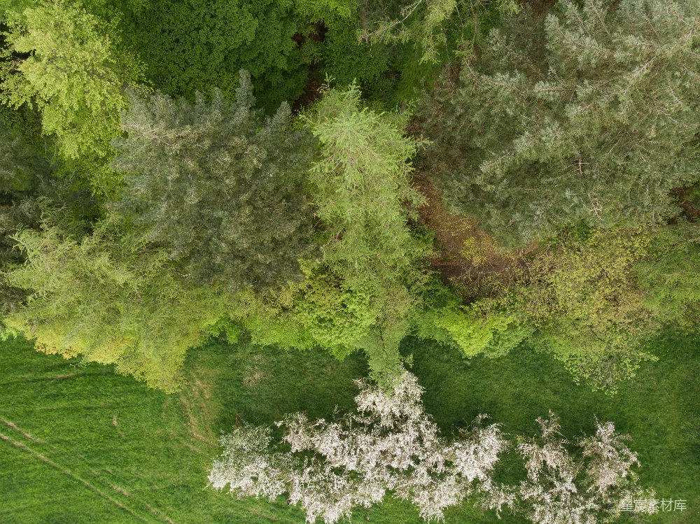 高清摄影 自然 一片树林