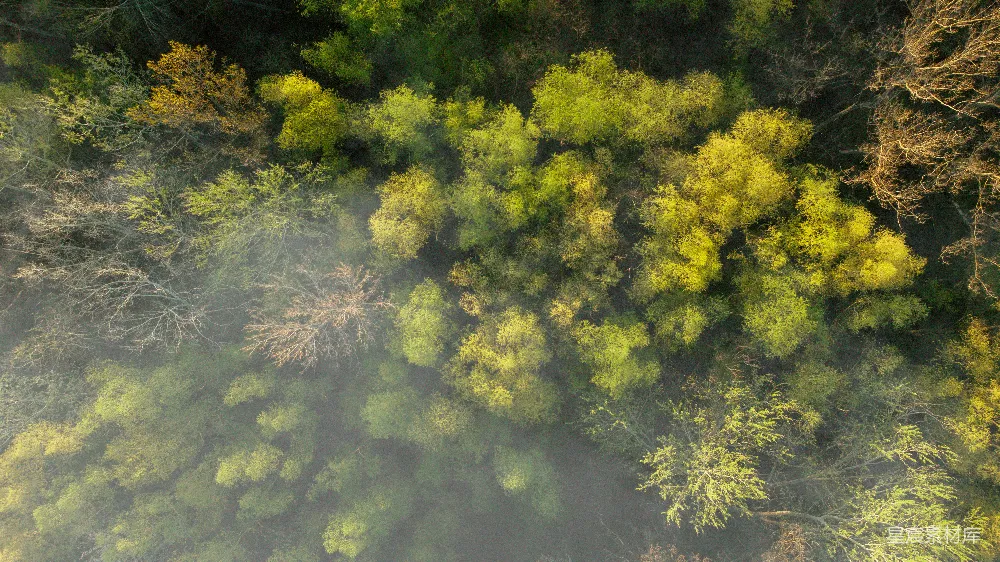 高清摄影  从空中俯瞰一片森林，树木茂密。