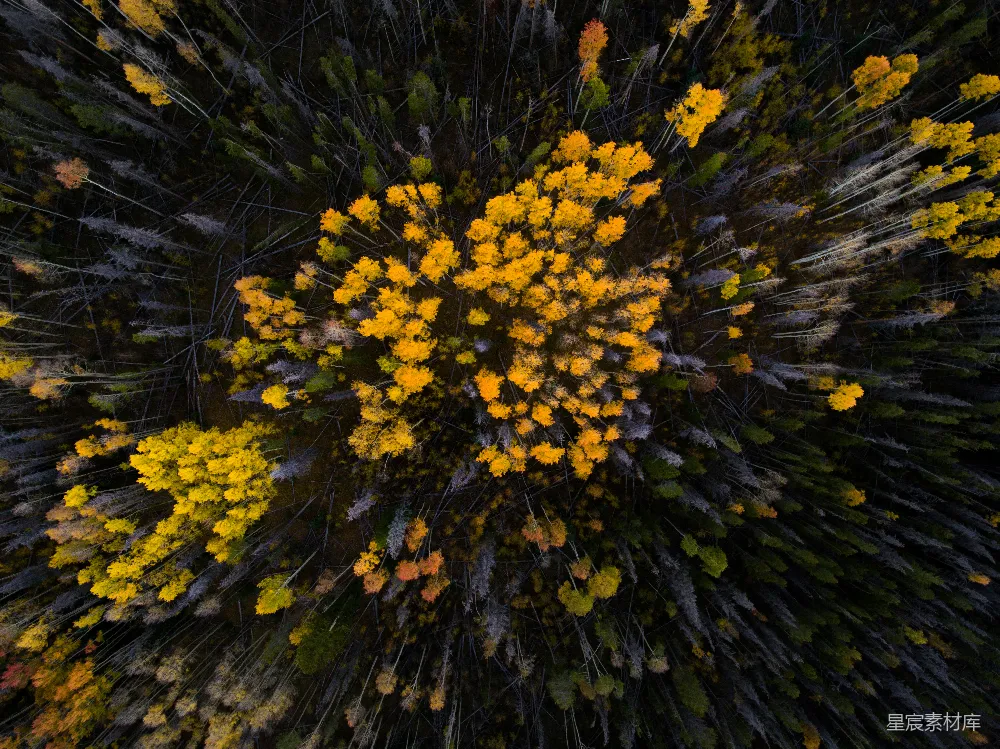 高清摄影  黄色花瓣的花