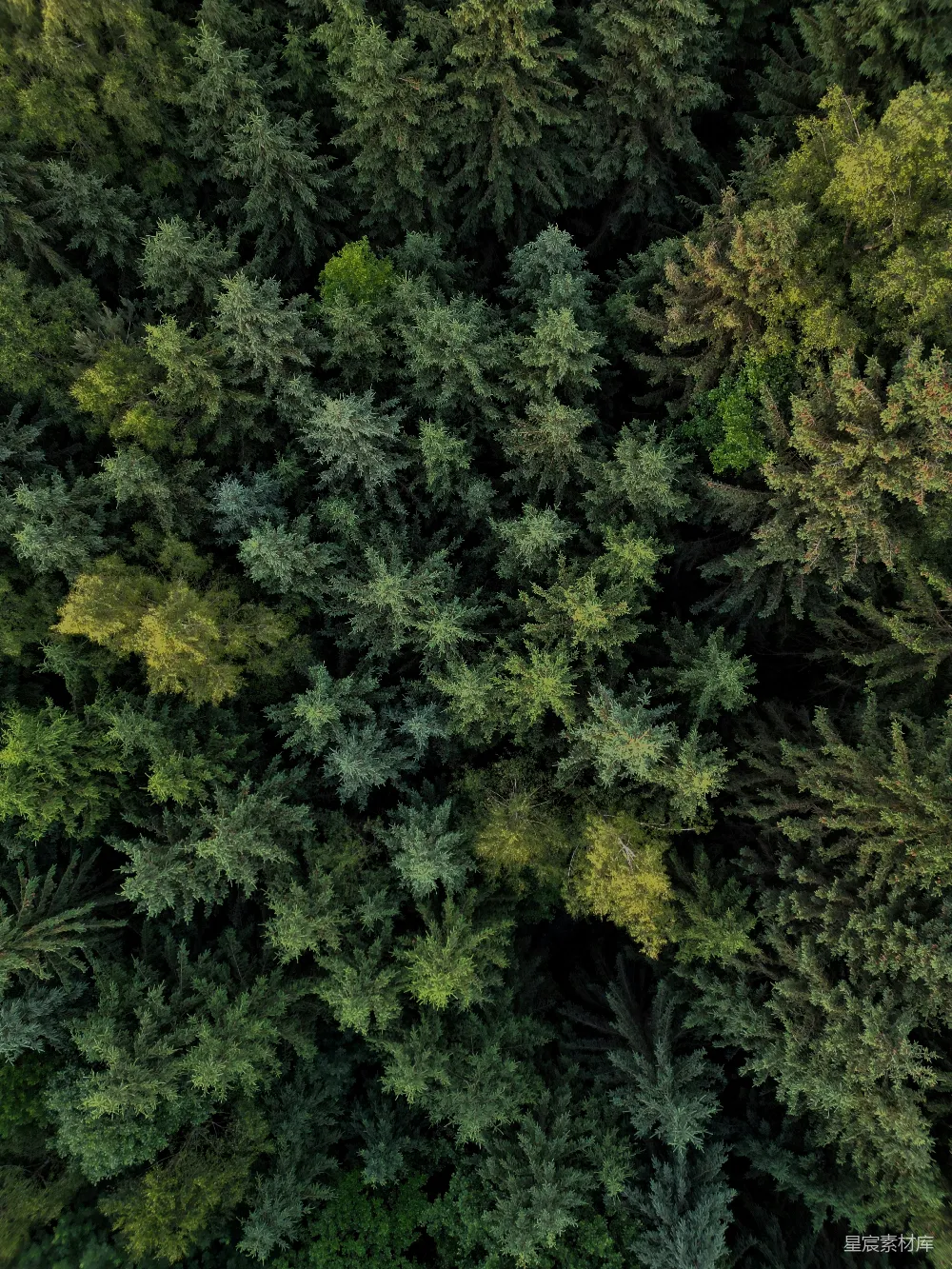 高清摄影  一排并排的树。
