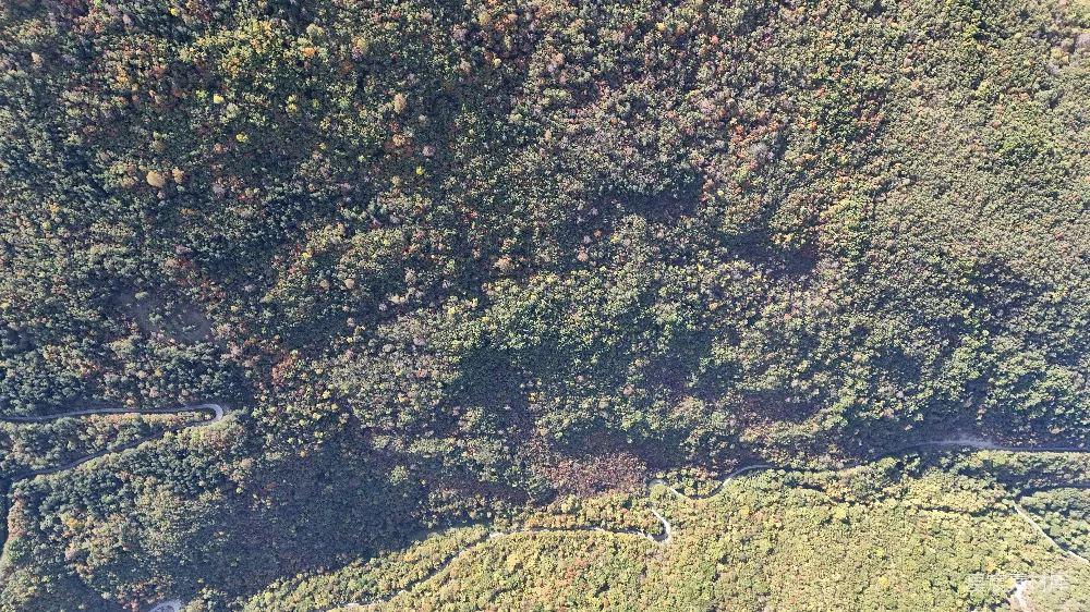 高清摄影  航拍密集森林和草地地形