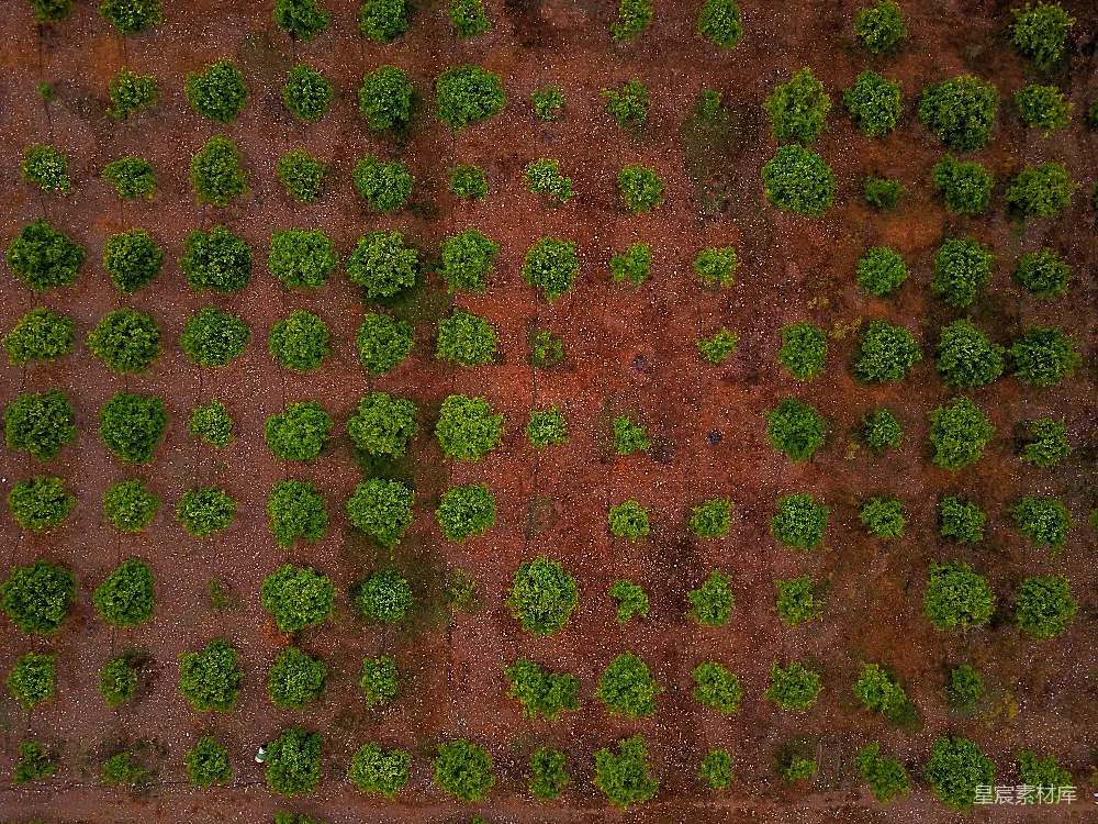 高清摄影  对齐蔬菜盘