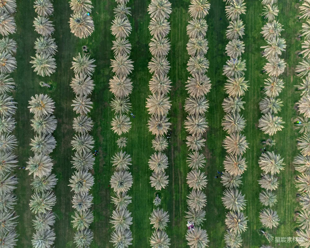 高清摄影  俯瞰一片花田