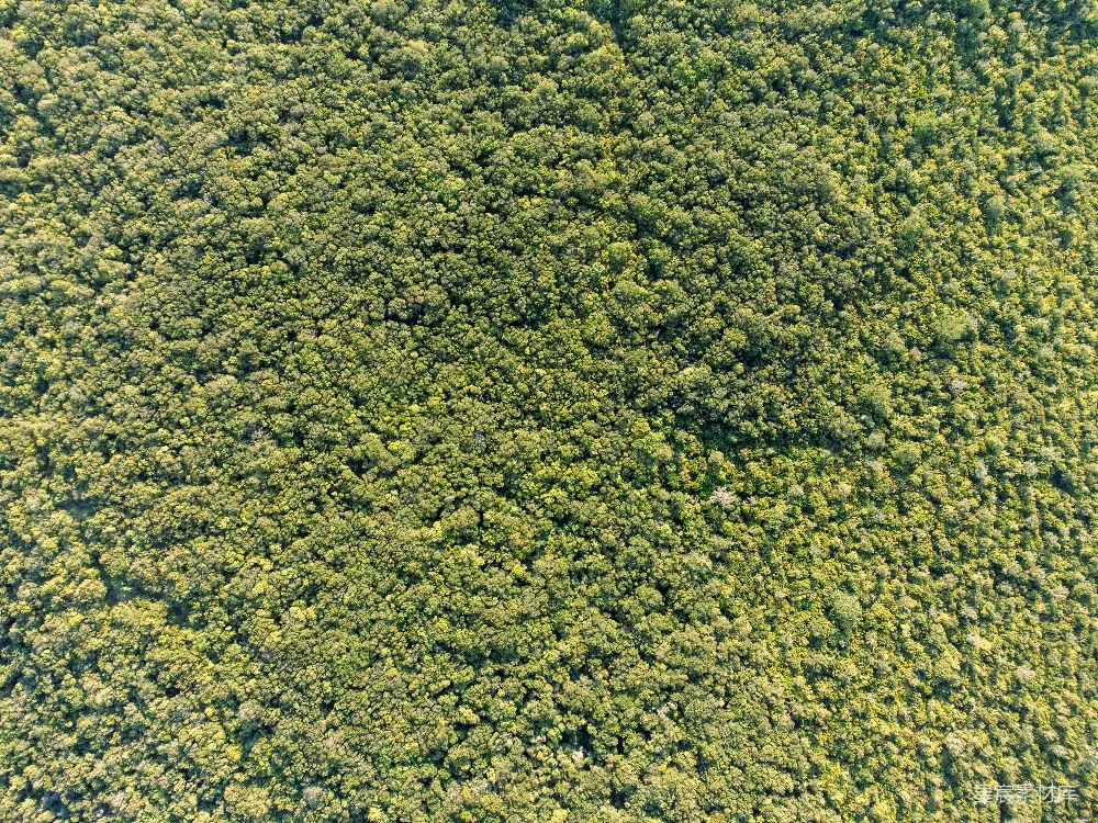 高清摄影  一张草地的特写照片