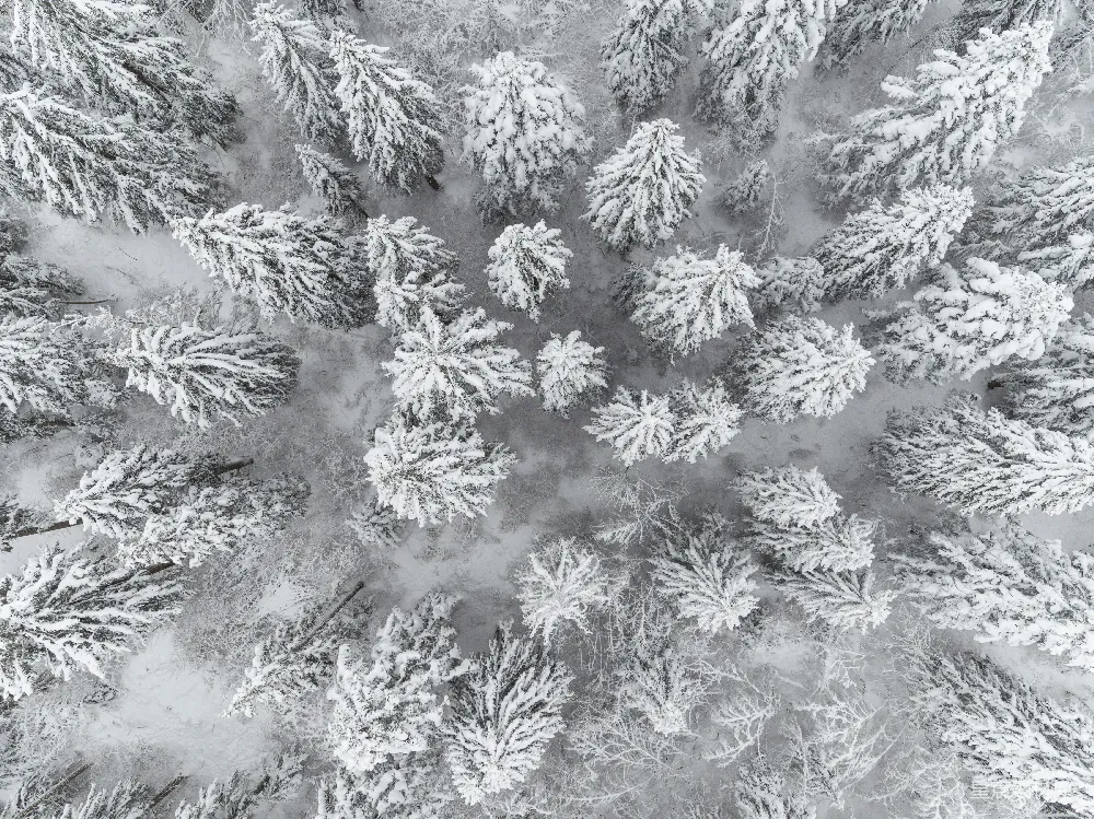 高清摄影  被雪覆盖的森林