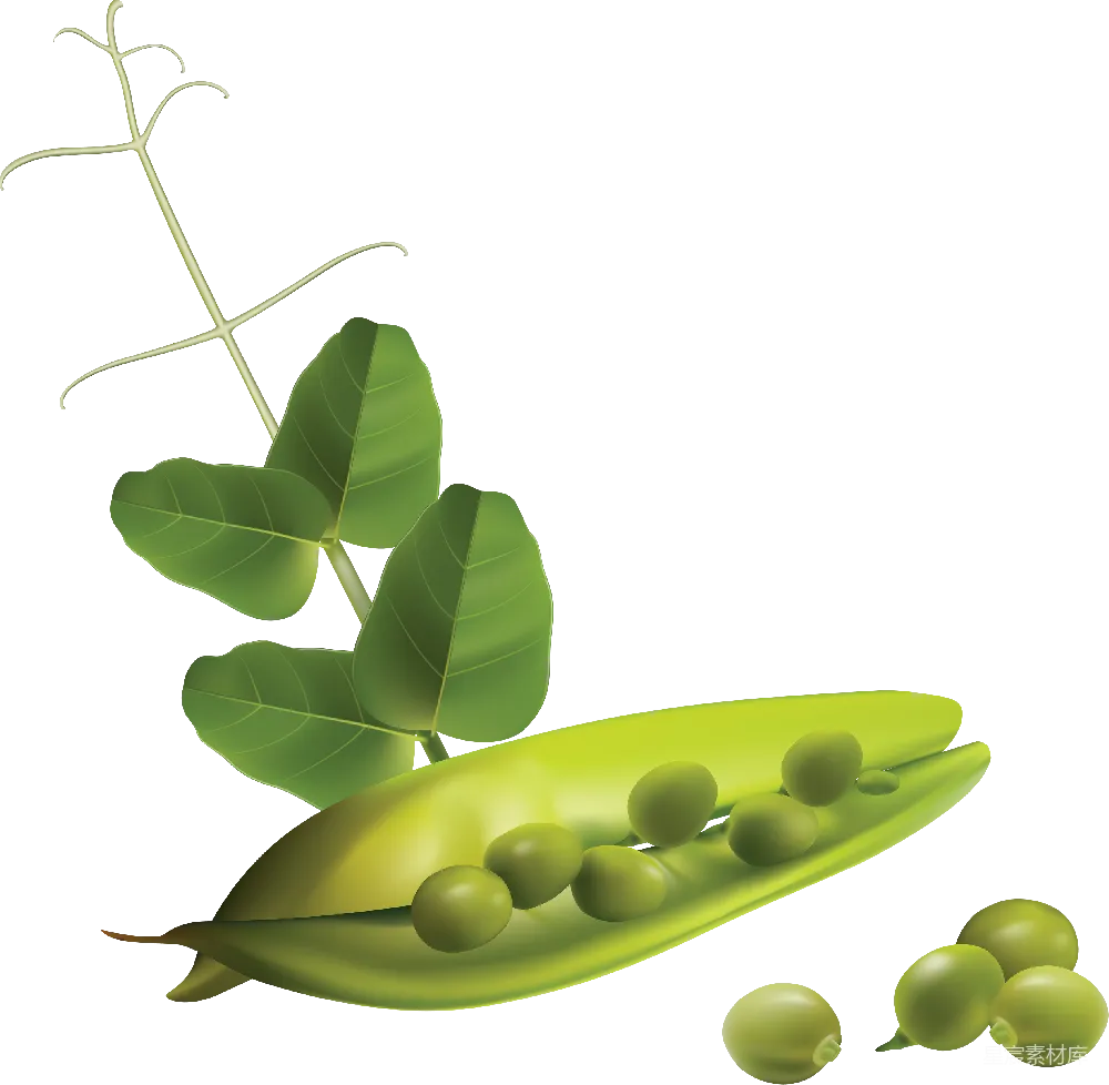 元素素材 PNG