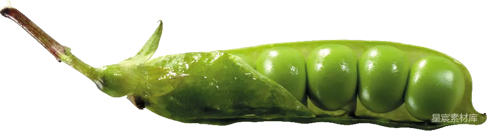 元素素材 豌豆
