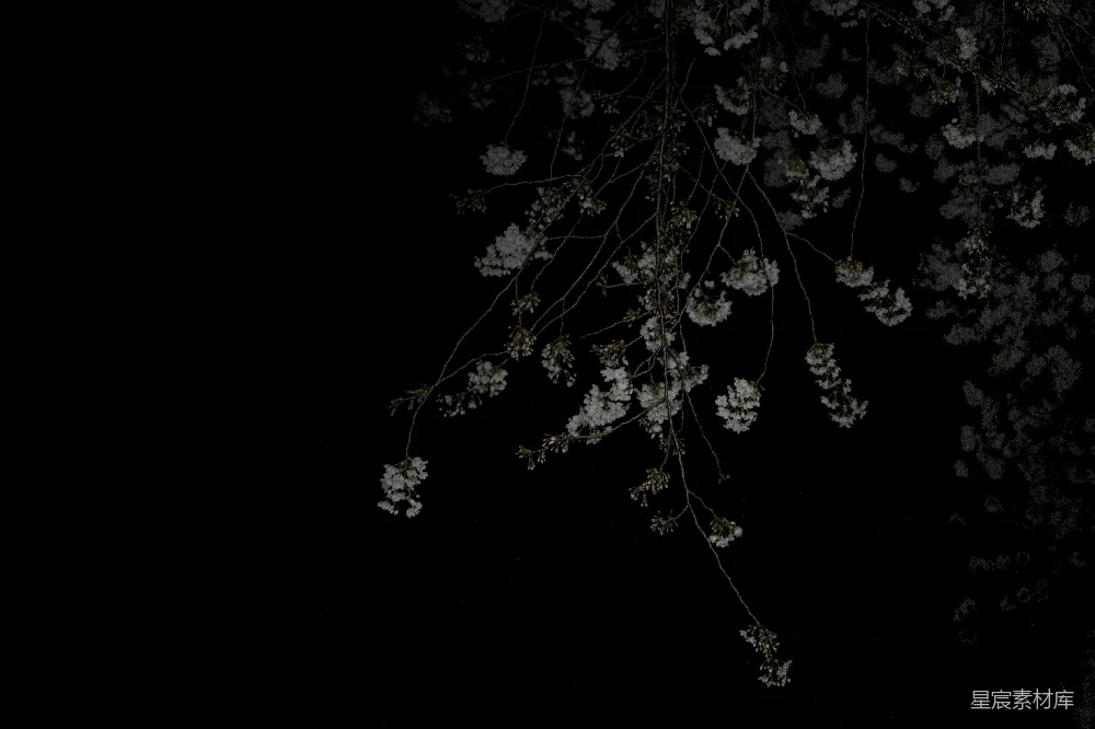 高清摄影  一棵带白花的树在黑暗中