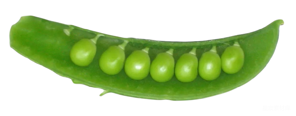 元素素材 豌豆
