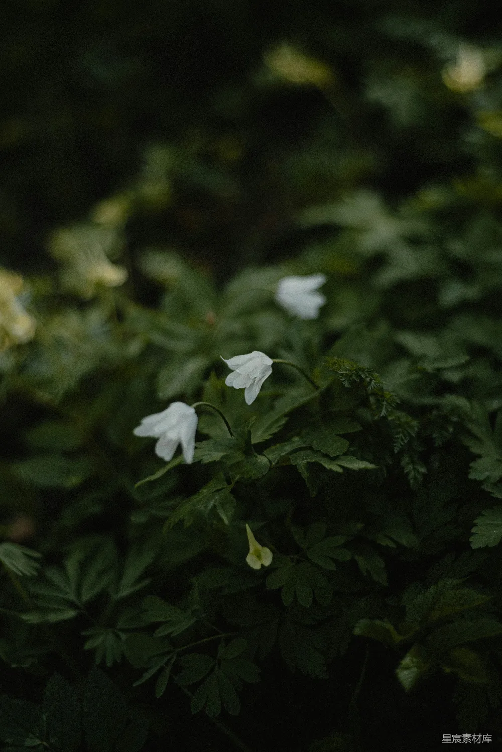高清摄影  一簇白色的花在草地上