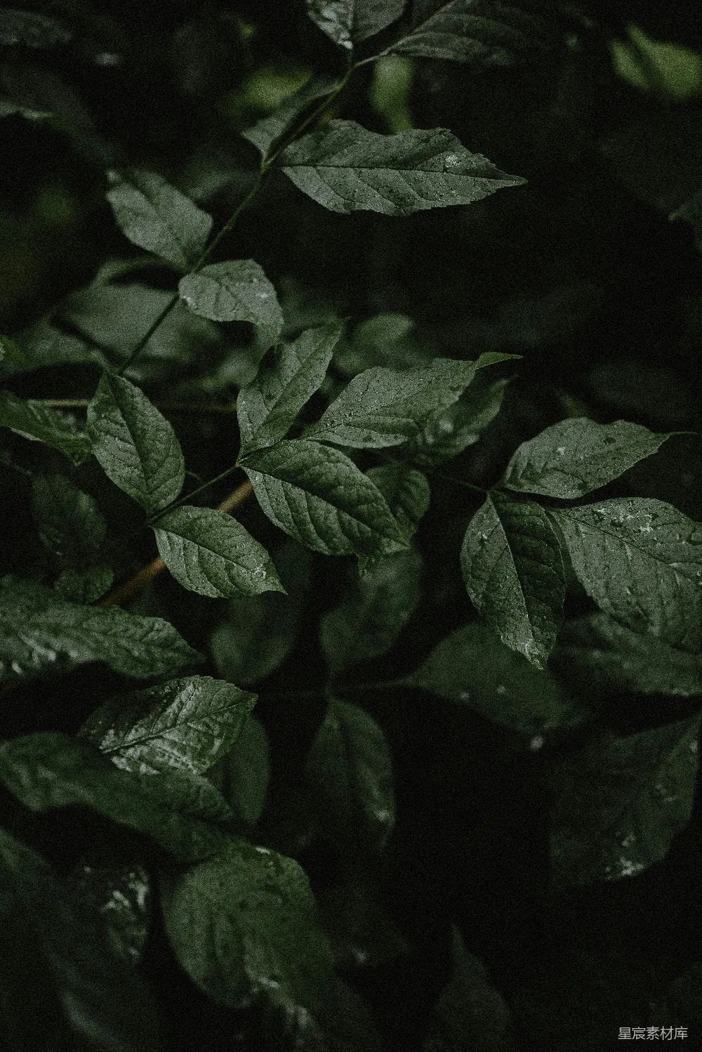 高清摄影  一张绿色植物的特写照片