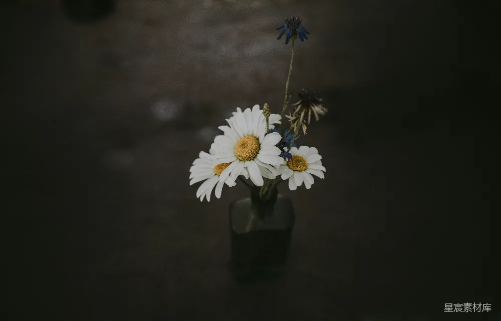 高清摄影  三朵白雏菊花